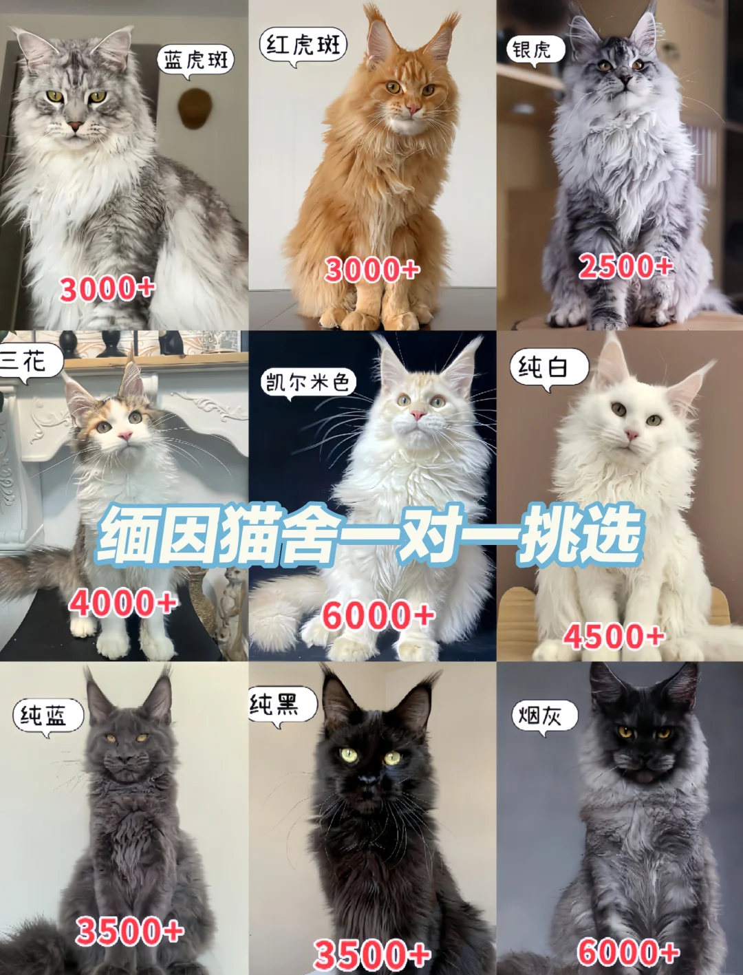 猫的价格和品种大全(猫的价格和品种大全图片)