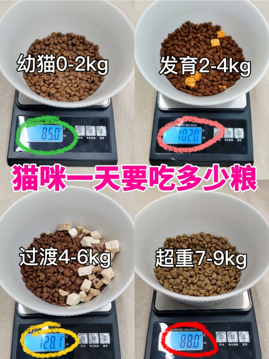 猫一个月吃多少斤猫粮(猫咪增肥吃什么牌子的猫粮好)