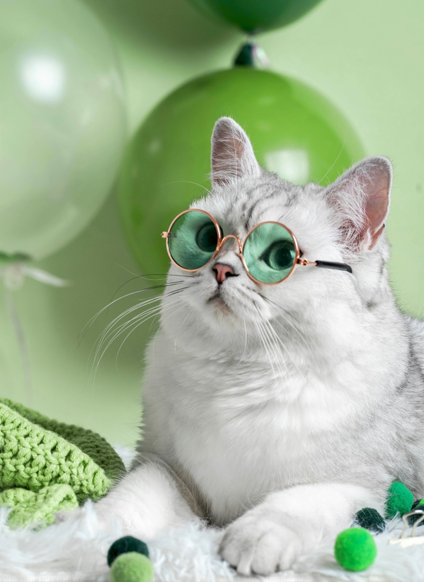 绿色眼睛的猫(绿色眼睛的猫图片)