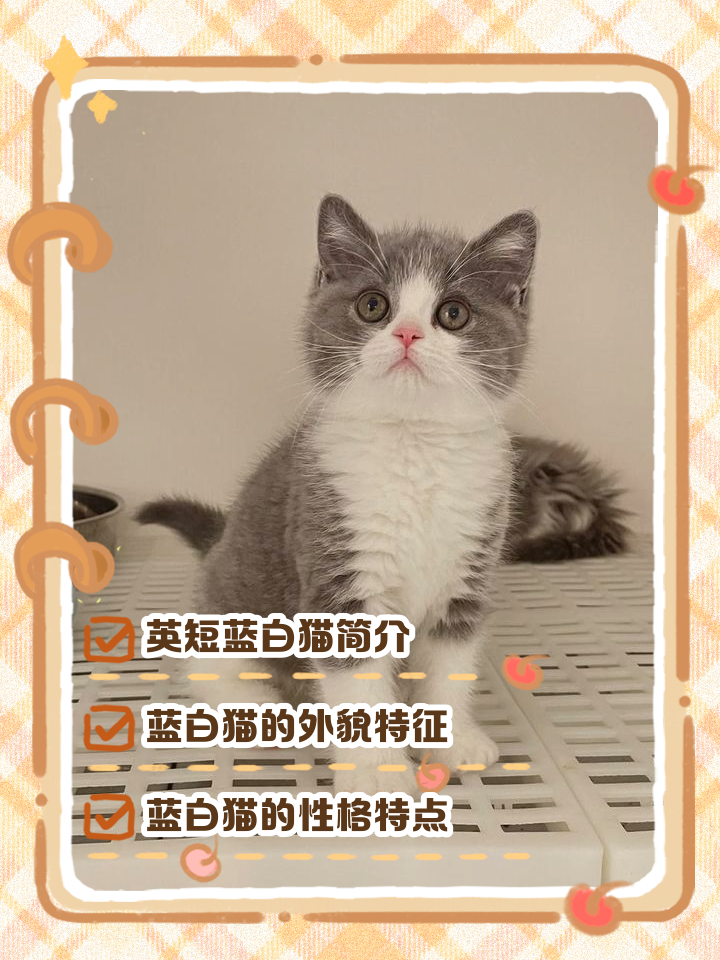蓝猫能活多少年(蓝猫活多少年才会老死)