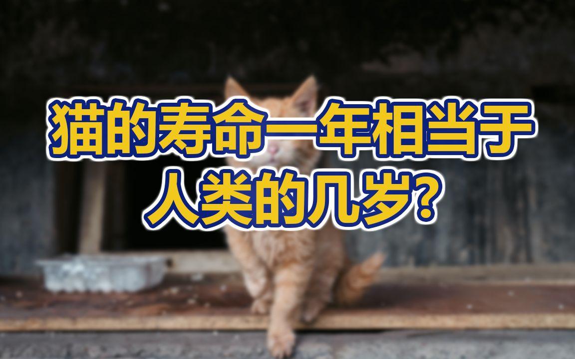 猫的一年是人的多少岁(猫的一年年龄相当于人的多少年)