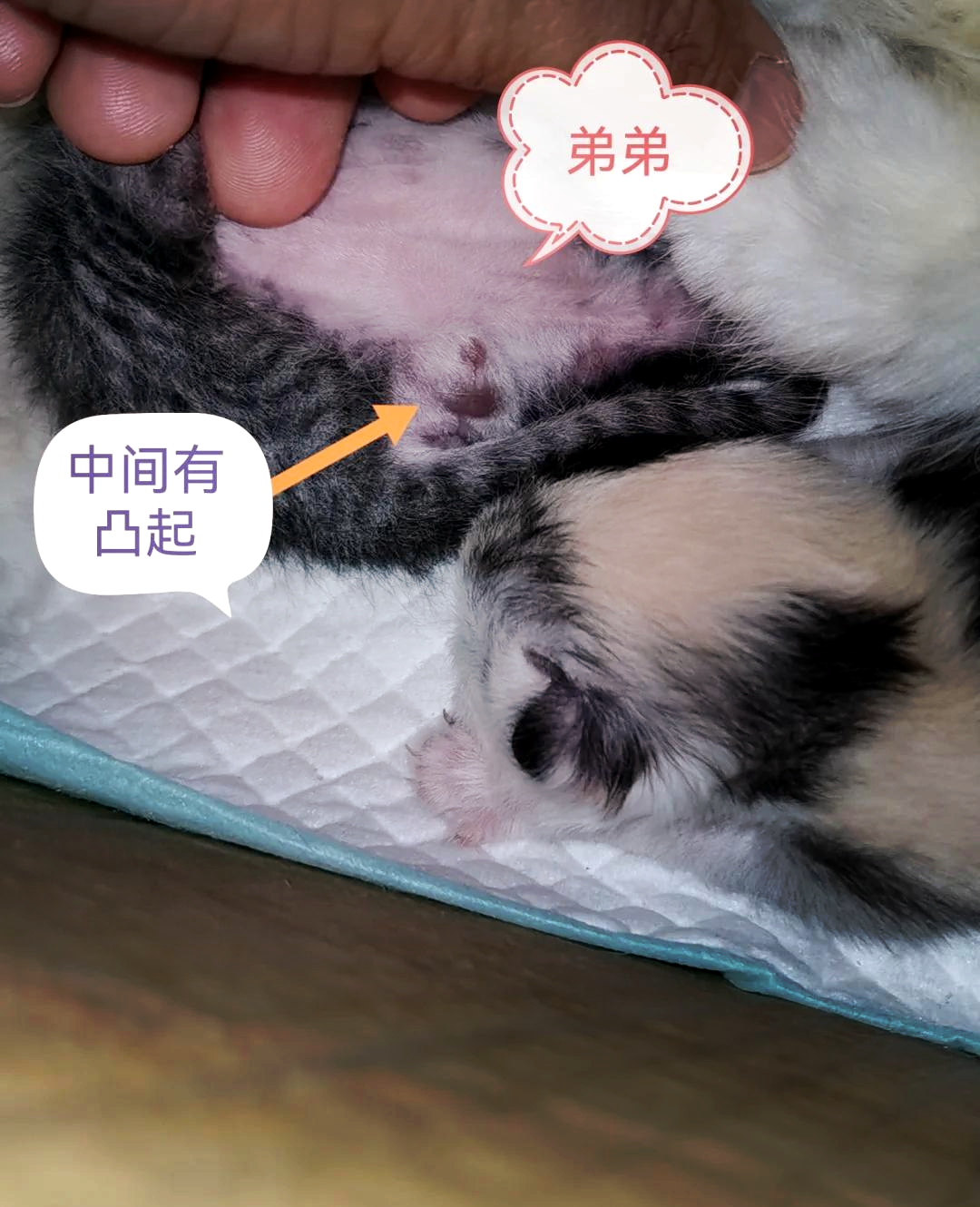 小奶猫多久睁眼(小奶猫多久才睁眼)