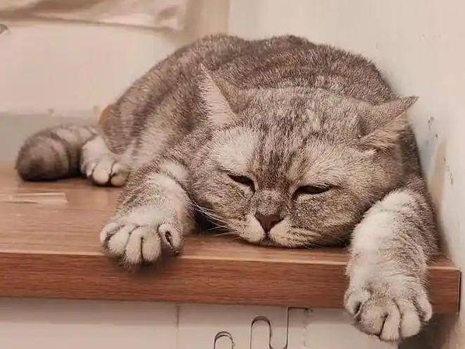 猫咪精神萎靡总是趴着(猫咪精神萎靡总是趴着一碰还凶)