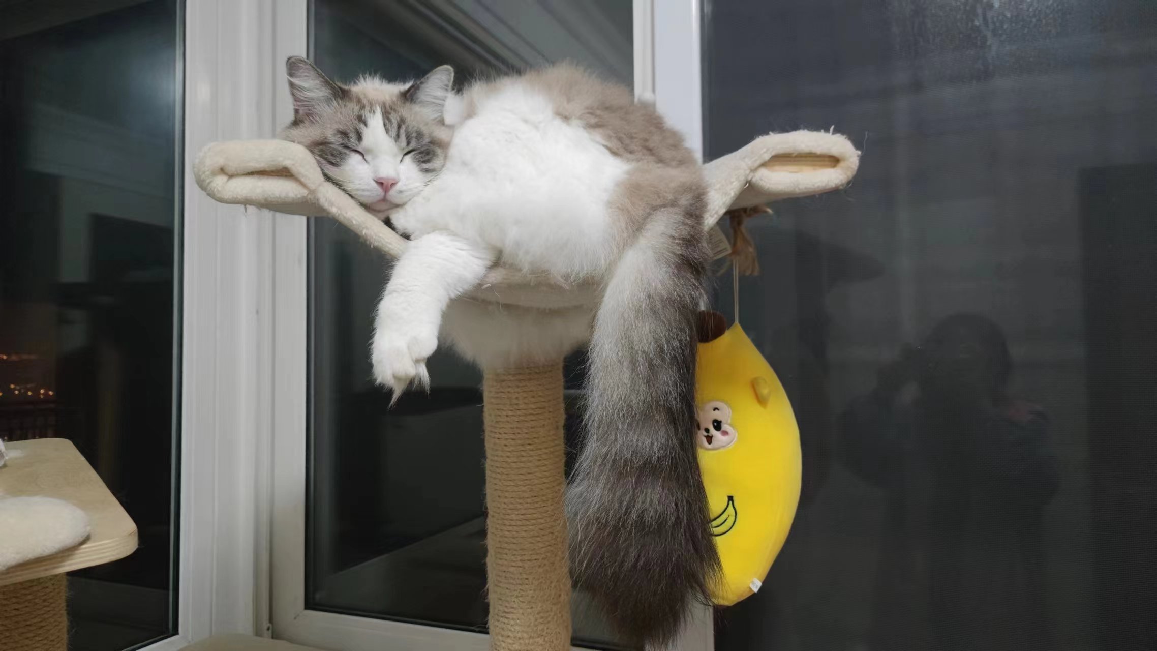 猫咪精神萎靡总是趴着(猫咪精神萎靡总是趴着一碰还凶)