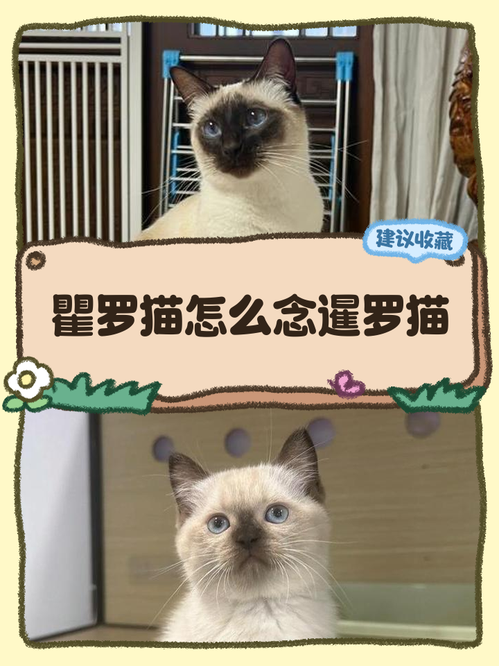暹罗猫怎么看纯不纯(怎么知道暹罗猫纯不纯) 暹罗猫怎么看纯不纯(怎么知道暹罗猫纯不纯)