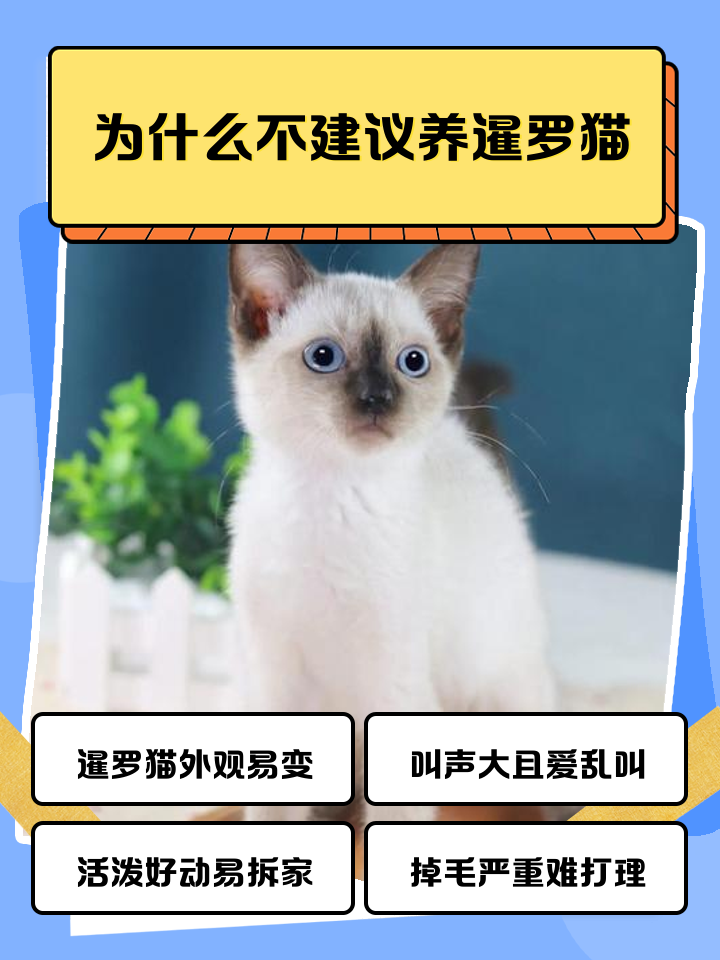 暹罗猫怎么看纯不纯(怎么知道暹罗猫纯不纯) 暹罗猫怎么看纯不纯(怎么知道暹罗猫纯不纯)