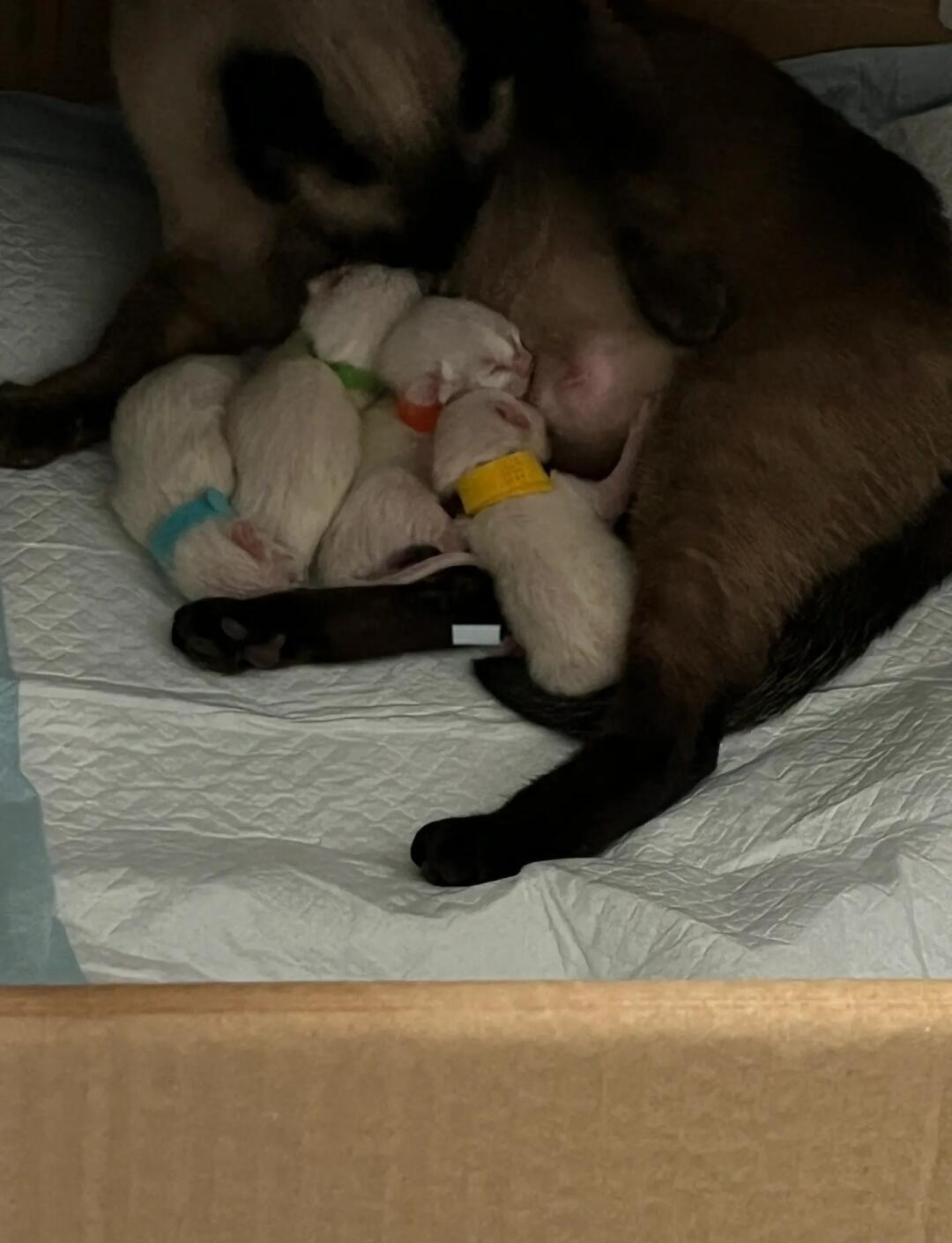 猫咪难产(猫咪难产生不出来怎么办)