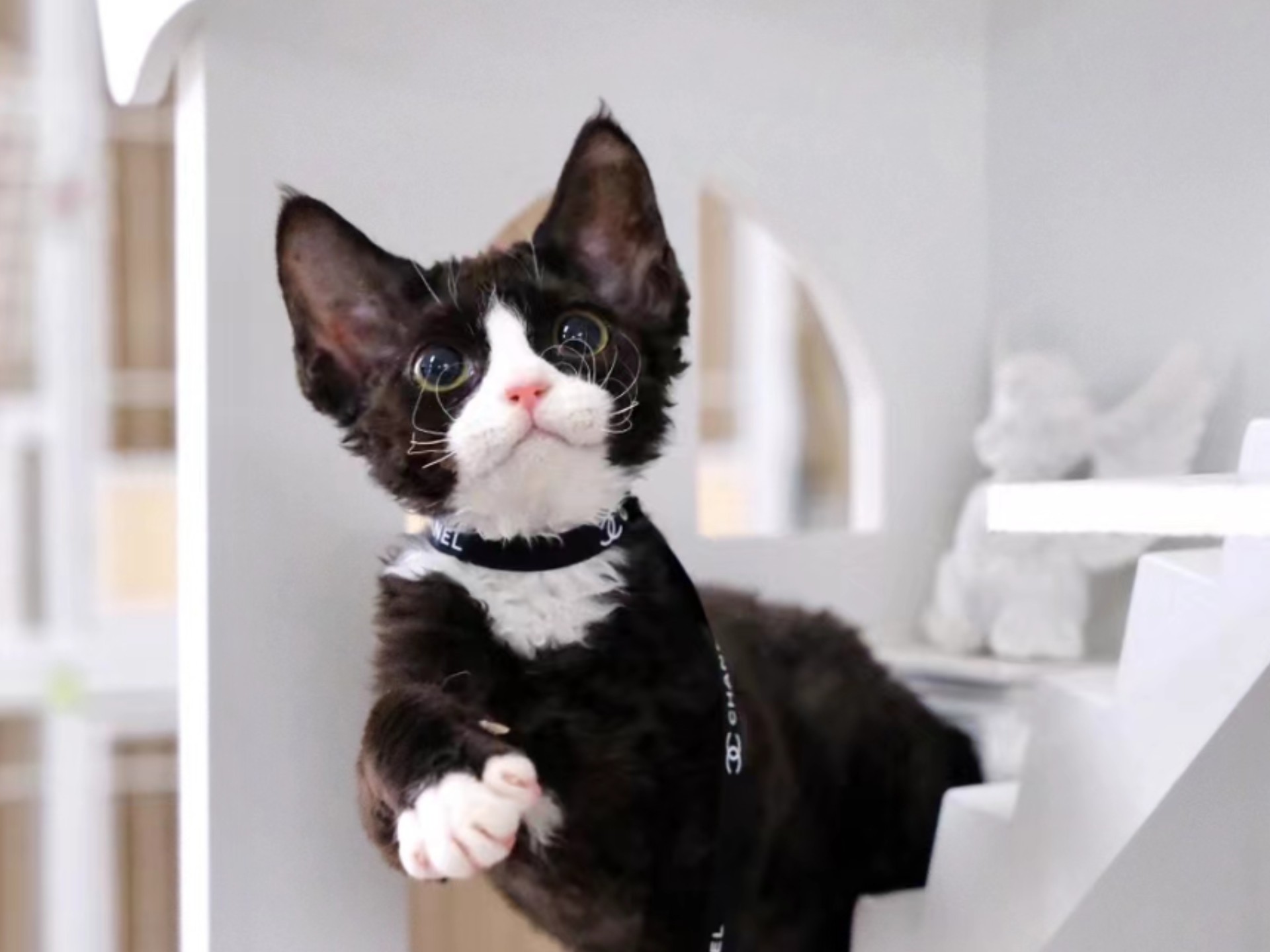 四蹄踏雪猫(四蹄踏雪猫进屋是吉是凶)
