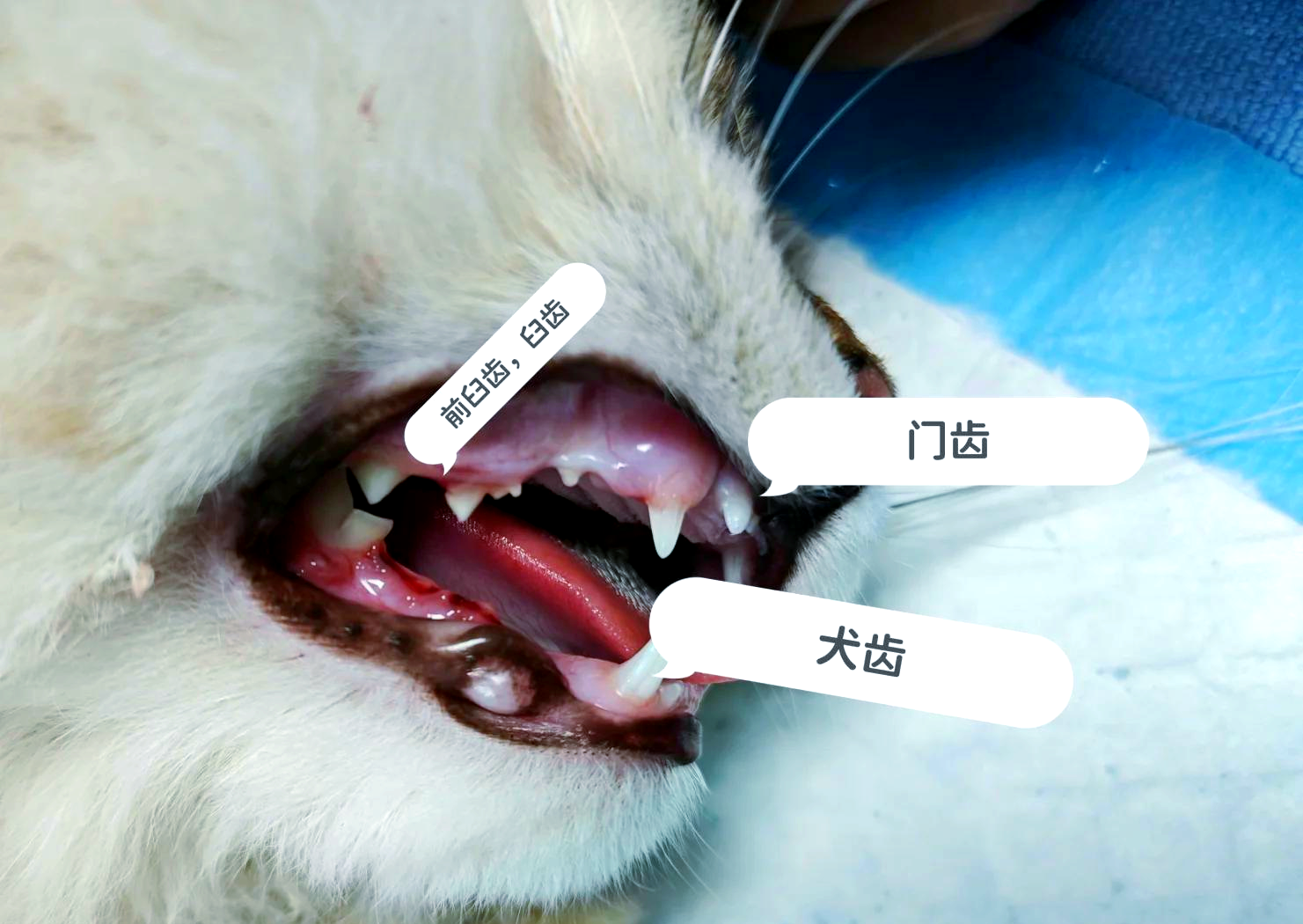 小猫换牙一般是几个月(小猫换牙一般是几个月开始) 小猫换牙一般是几个月(小猫换牙一般是几个月开始)