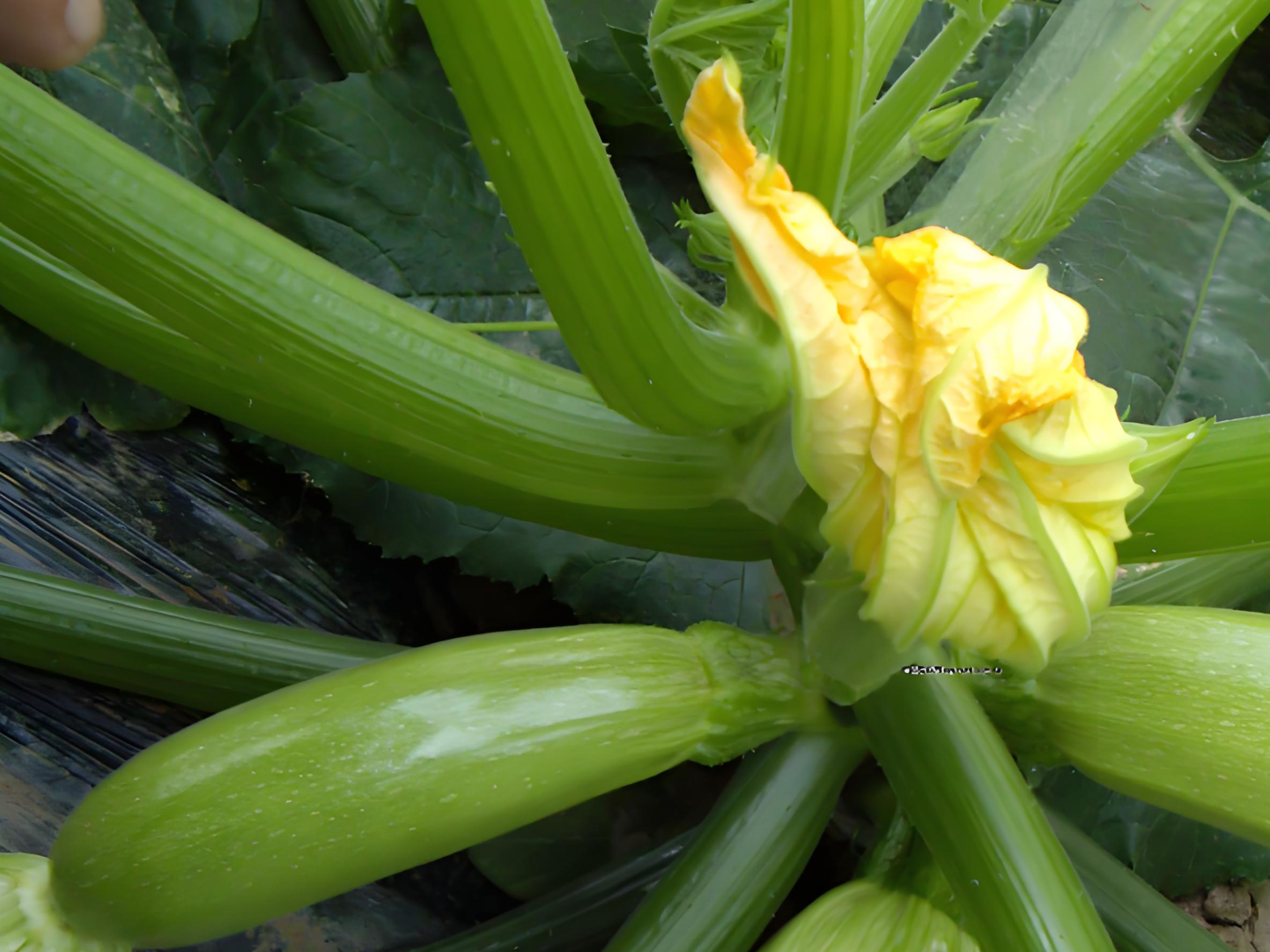 喜阴蔬菜(喜阴蔬菜种植) 喜阴蔬菜(喜阴蔬菜种植)