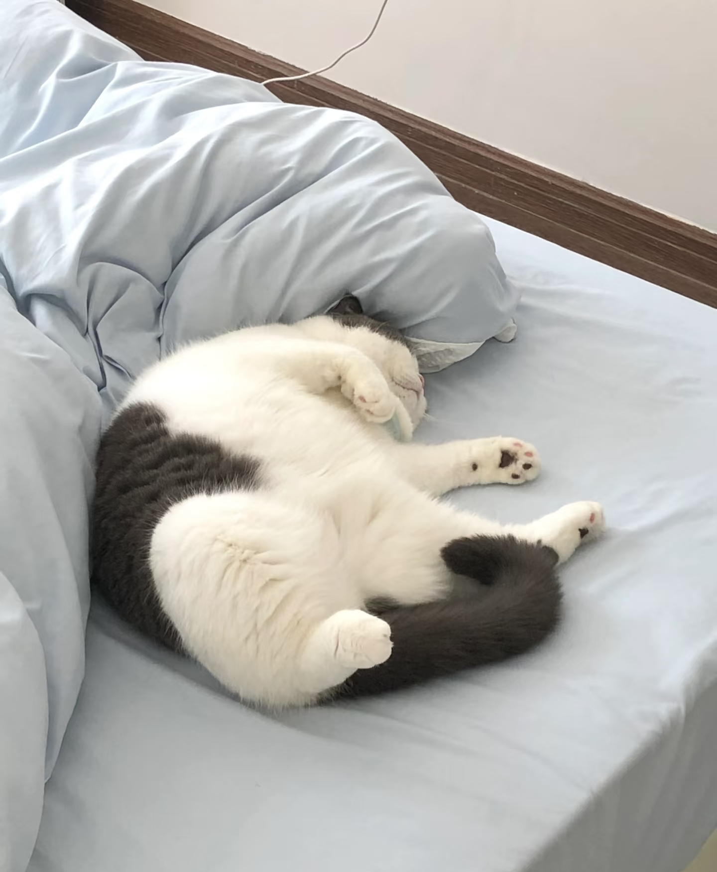 猫咪为什么喜欢睡床尾(为什么我家猫喜欢睡床尾) 猫咪为什么喜欢睡床尾(为什么我家猫喜欢睡床尾)