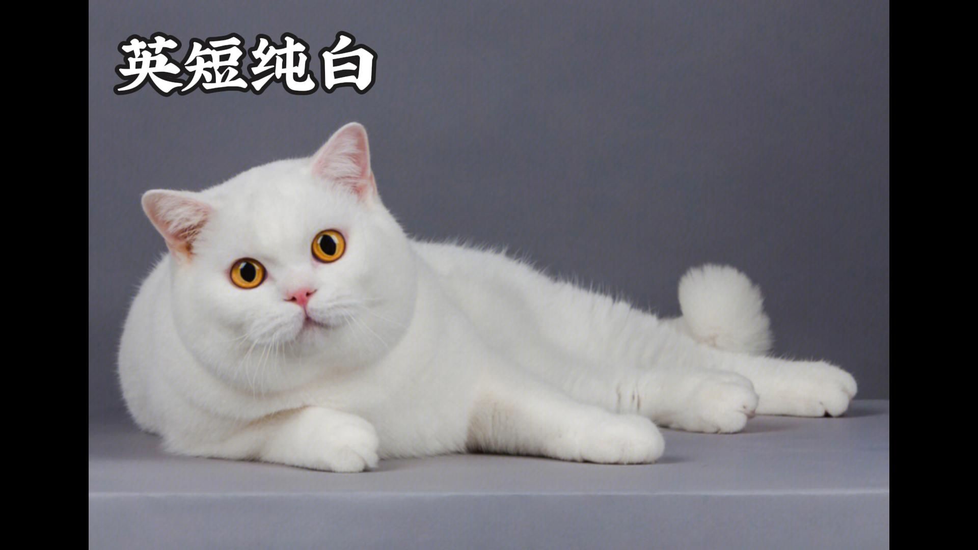 英短白猫(英短白猫多少钱一只)