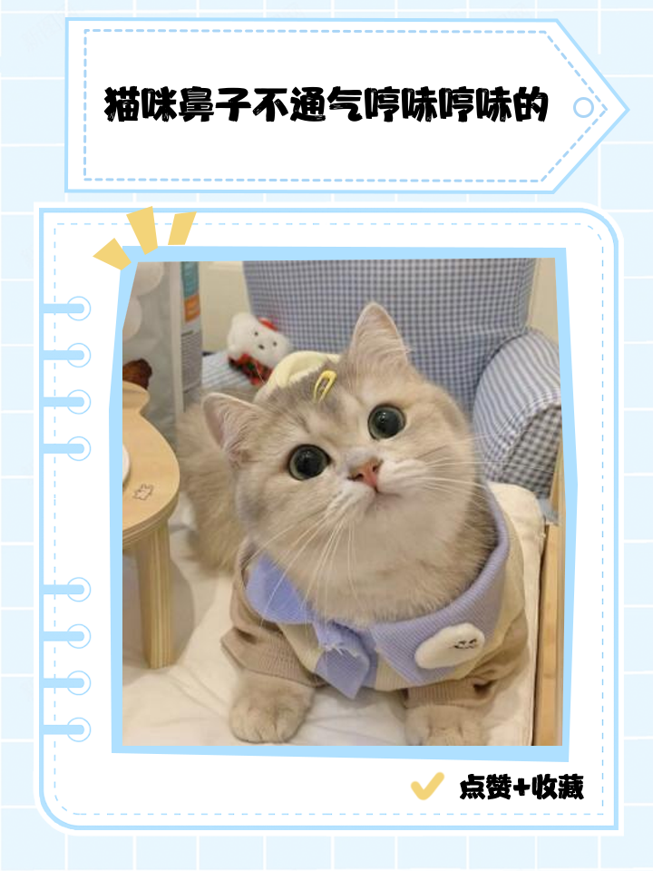 猫咪感冒鼻子不通气小妙招(猫咪感冒鼻子不通气小妙招图片) 猫咪感冒鼻子不通气小妙招(猫咪感冒鼻子不通气小妙招图片)