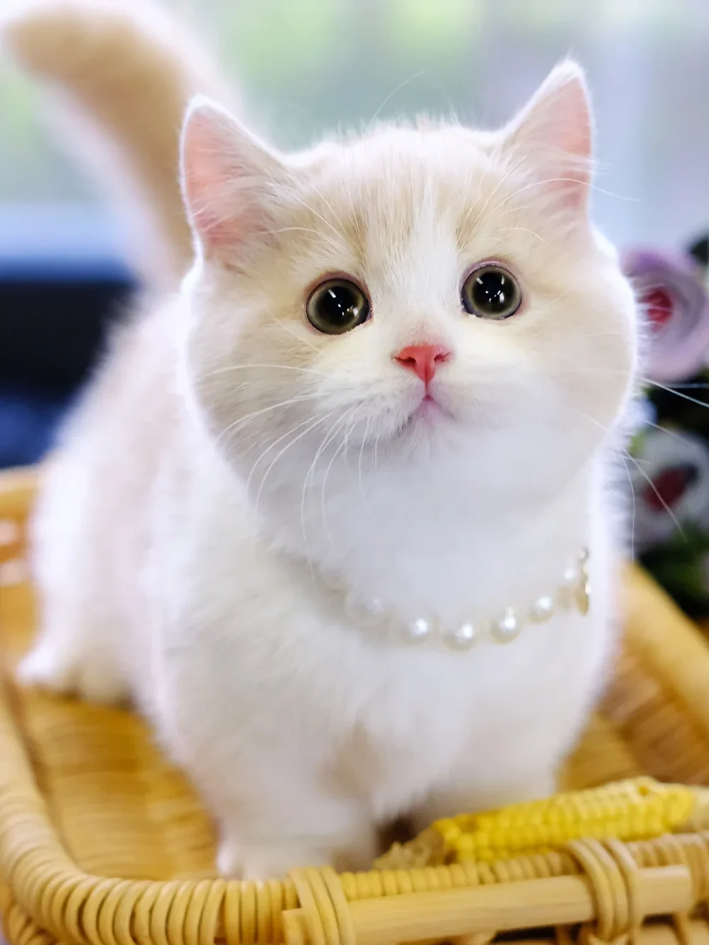 可爱猫(可爱猫的英文) 可爱猫(可爱猫的英文)