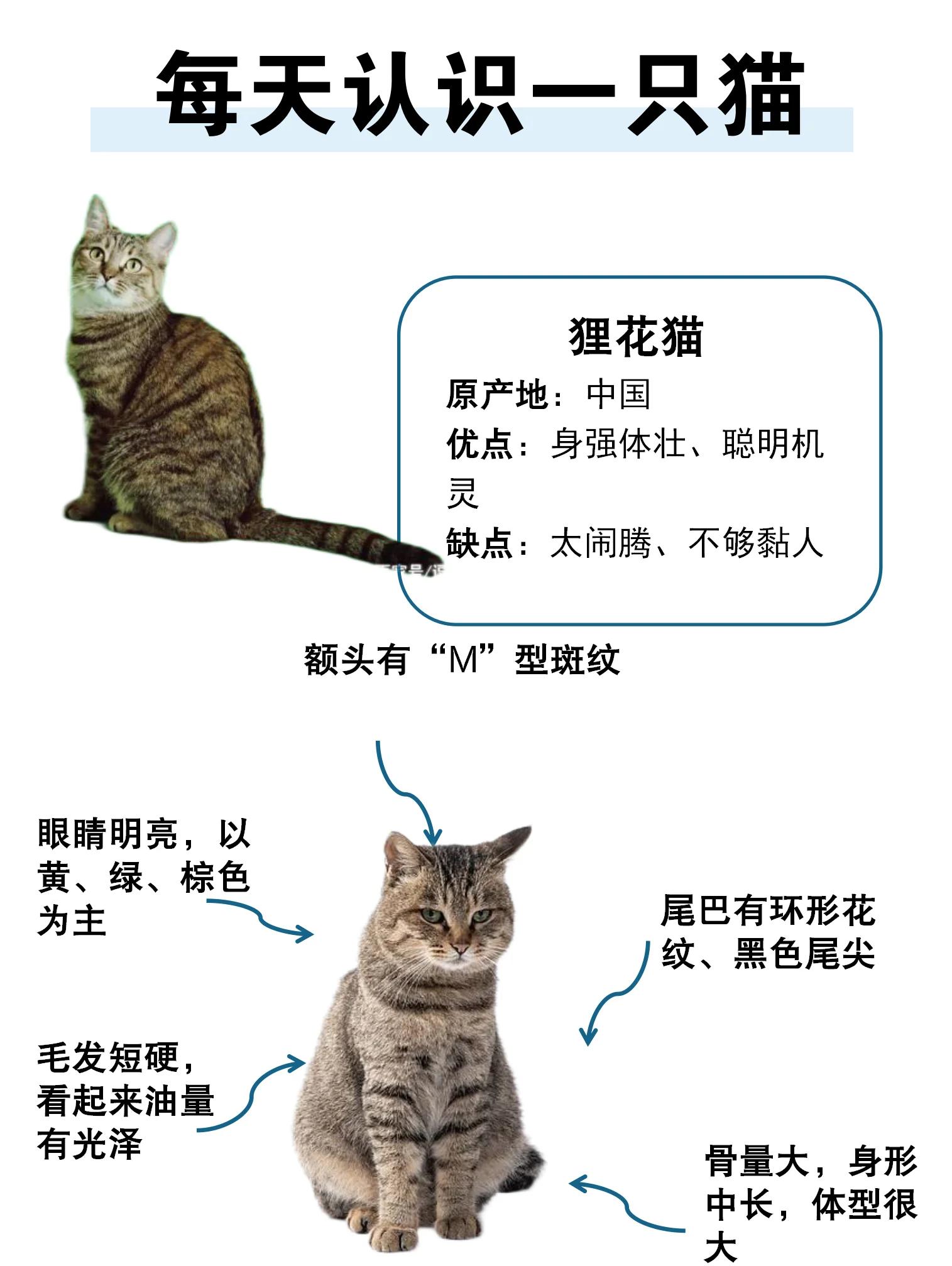 猫的特点和生活特征50字(猫的特点和生活特征50字作文) 猫的特点和生活特征50字(猫的特点和生活特征50字作文)