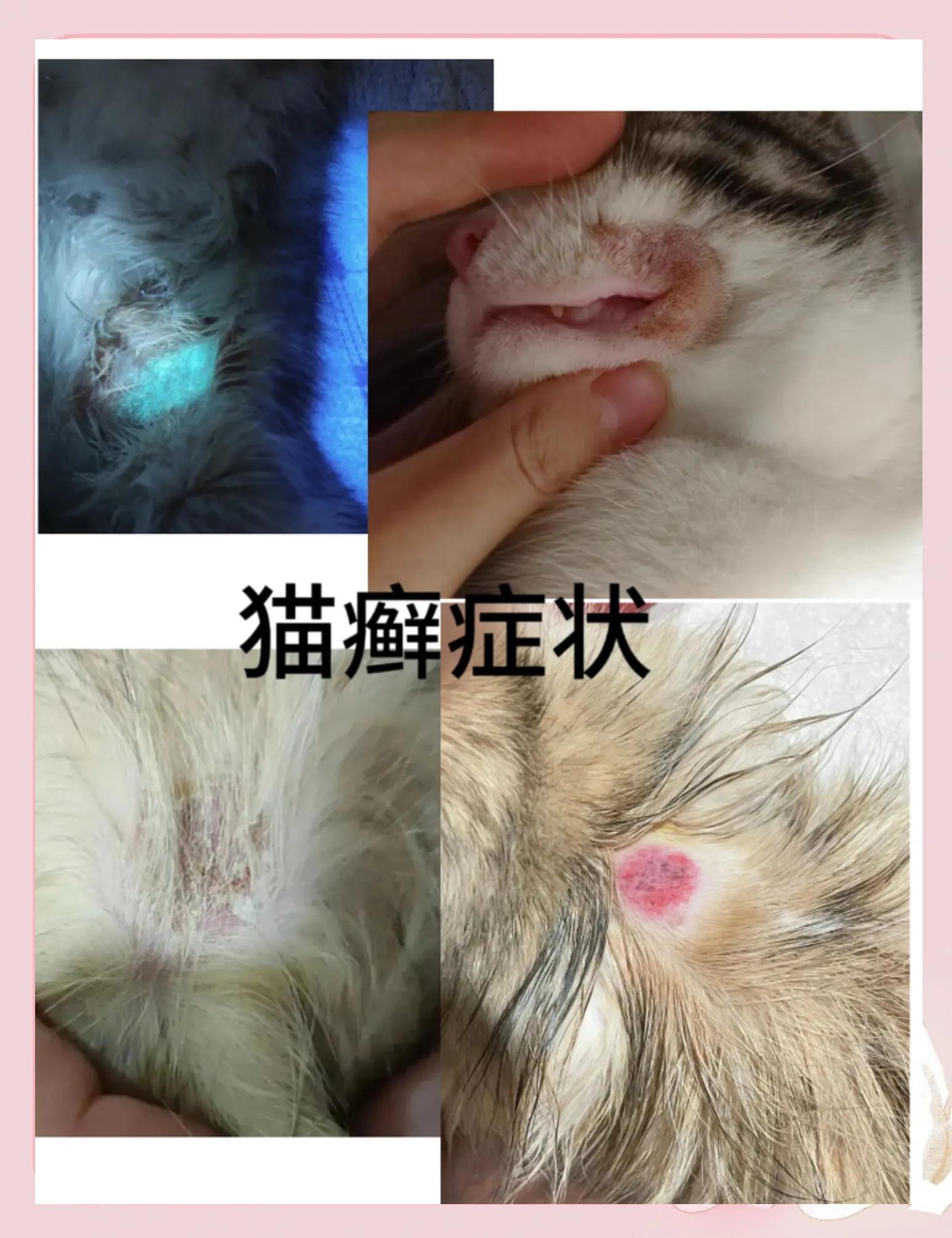 猫咪皮肤病症状及图片(猫咪常见皮肤病症状及图片) 猫咪皮肤病症状及图片(猫咪常见皮肤病症状及图片)