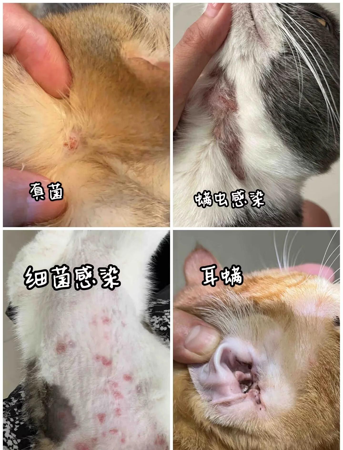 猫咪皮肤病症状及图片(猫咪常见皮肤病症状及图片) 猫咪皮肤病症状及图片(猫咪常见皮肤病症状及图片)