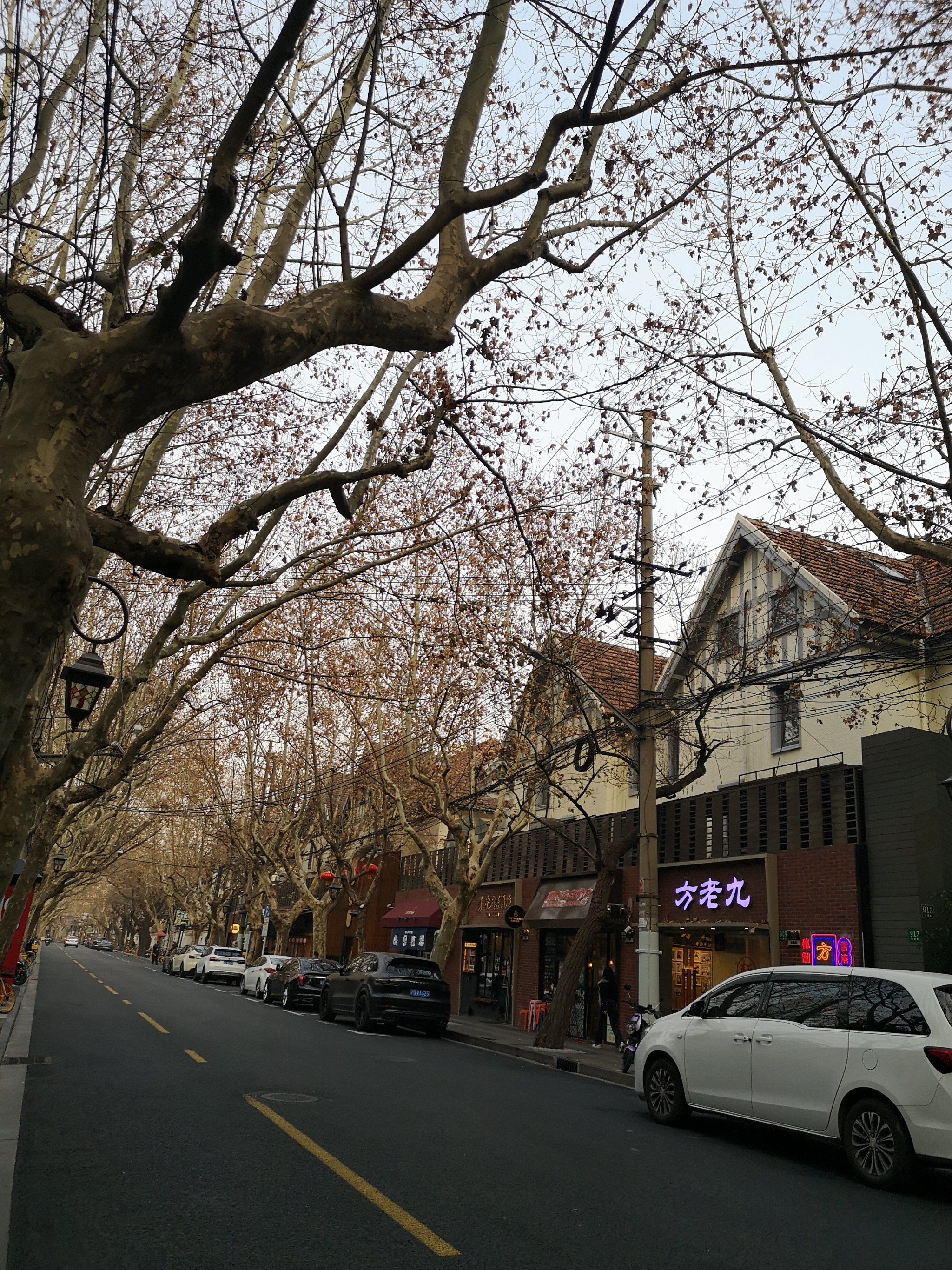 梧桐树的叶子快落了什么意思(梧桐树的叶子飘落下来改成拟人句)