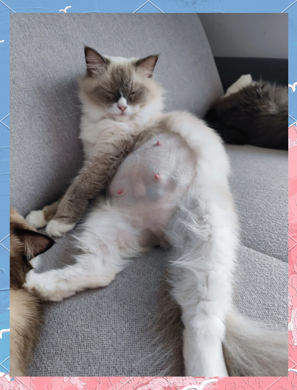 母猫生产前有什么征兆(母猫生产前有什么征兆吗)