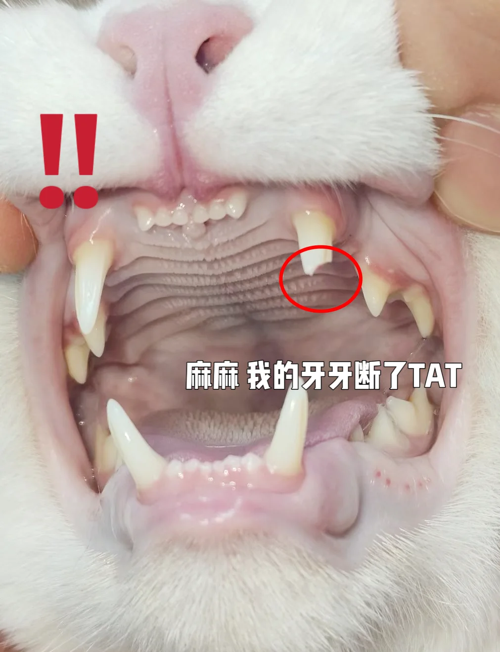 猫咪牙结石自己脱落小妙招(猫咪牙结石自己脱落小妙招图片) 猫咪牙结石自己脱落小妙招(猫咪牙结石自己脱落小妙招图片)