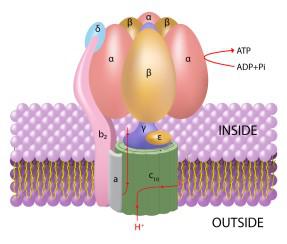 atp又叫什么(atp别名叫什么)