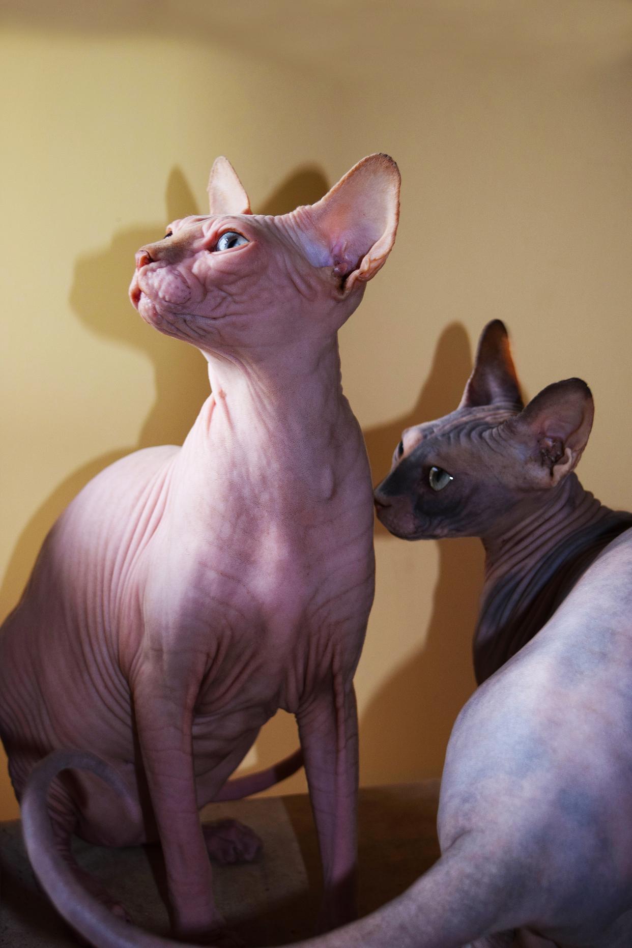 名贵猫品种(名贵猫品种有哪些)
