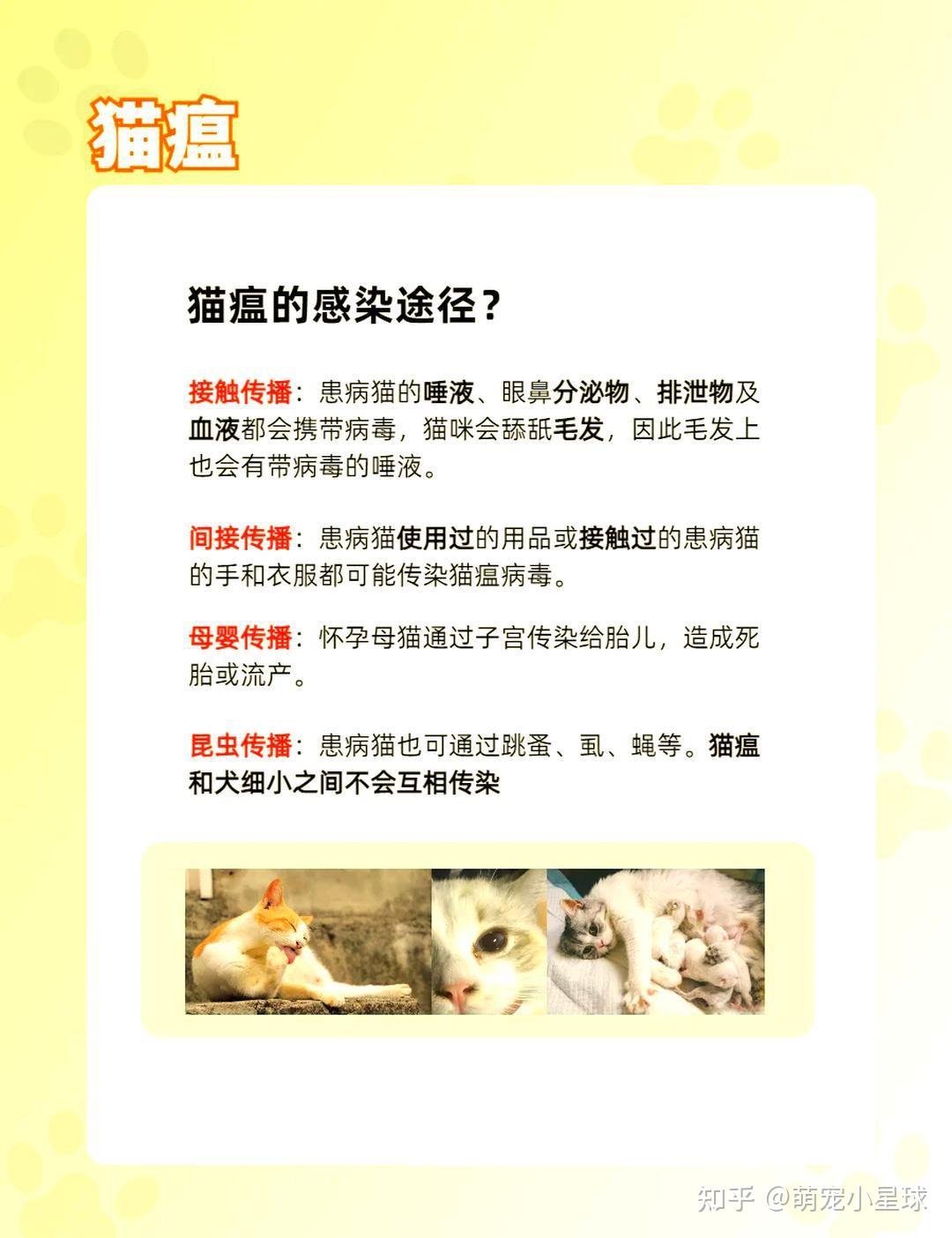 猫瘟传染给别的猫几率(猫瘟传染给别的猫几率有多大)
