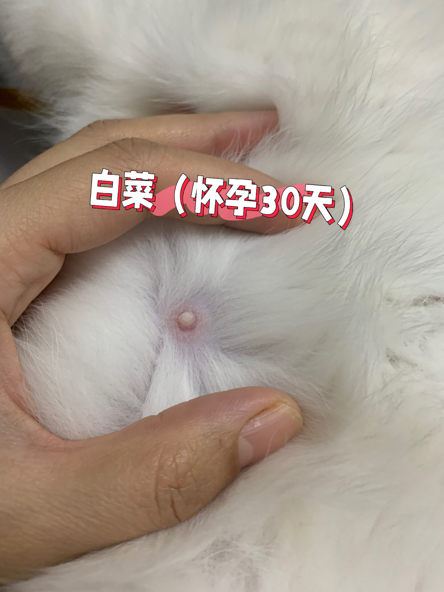如何判断猫咪是否怀孕了(如何判断猫咪是否怀孕了呢)
