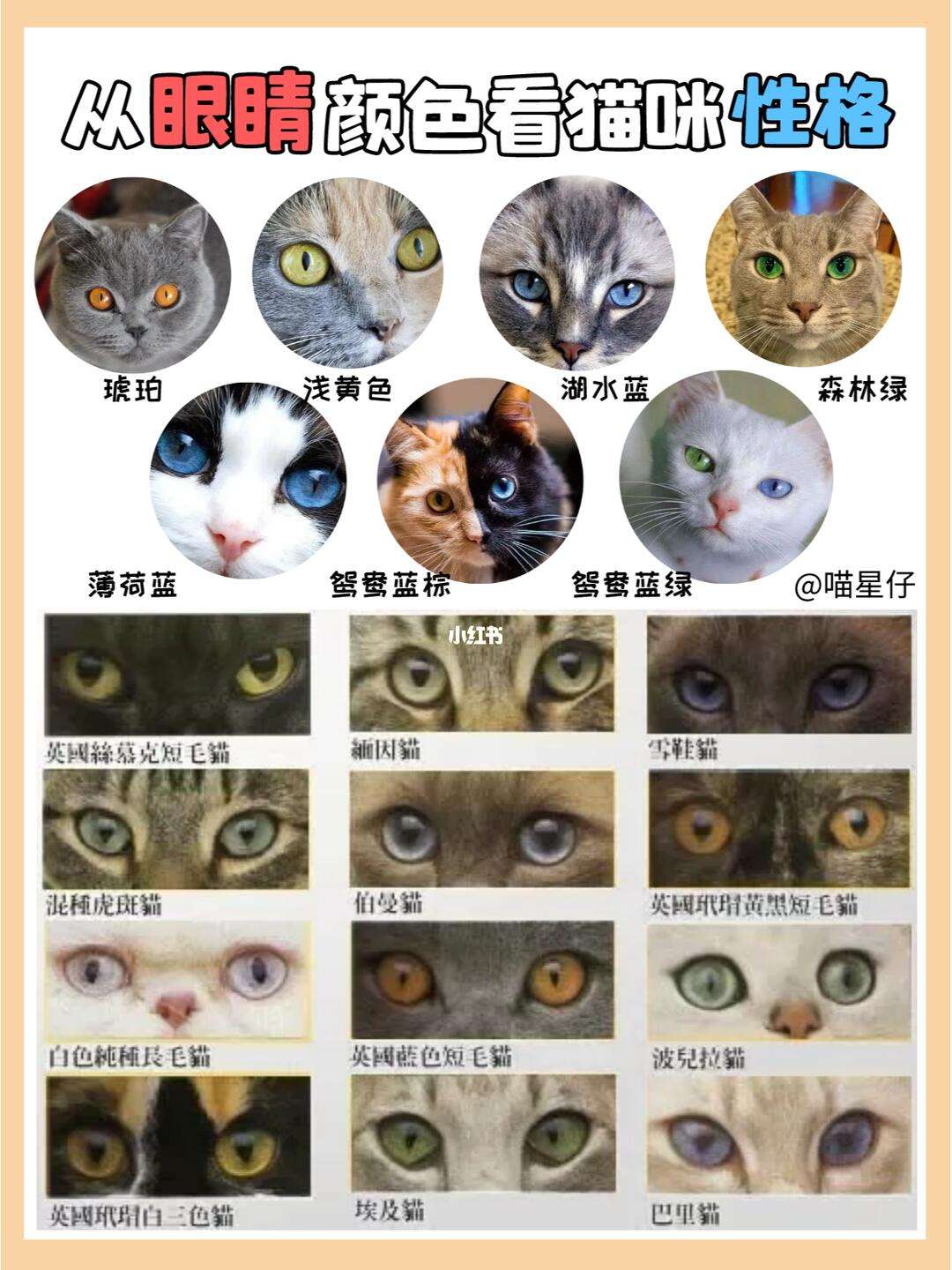 猫的眼睛有几种颜色(猫能看清主人的样子吗)