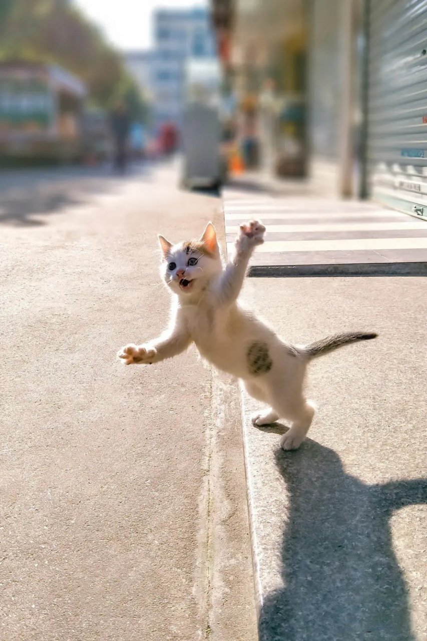 深圳猫网(深圳猫网平台)