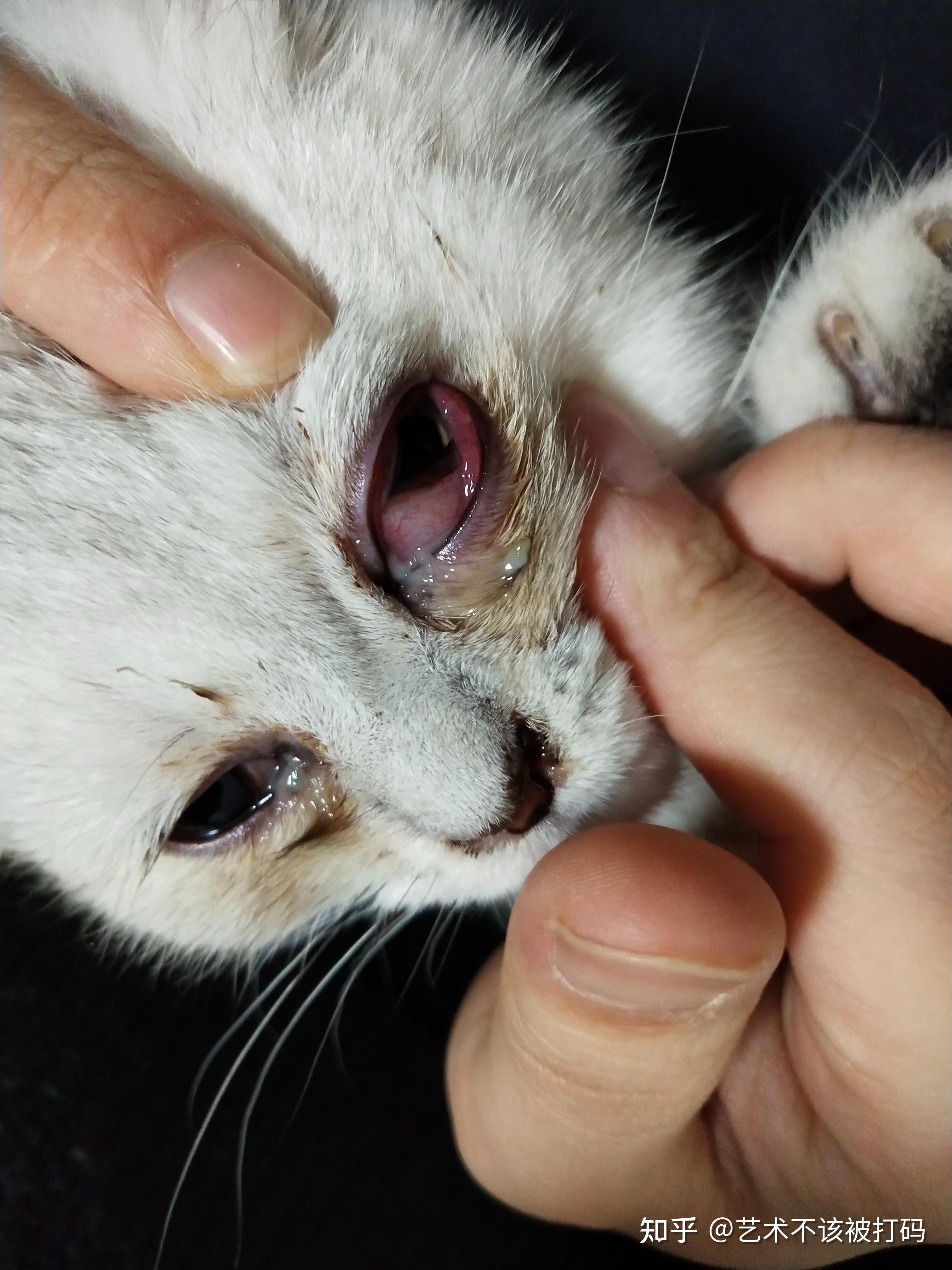 猫一只眼睛有脓黄眼屎睁不开(猫一只眼睛有脓黄眼屎睁不开怎么办) 猫一只眼睛有脓黄眼屎睁不开(猫一只眼睛有脓黄眼屎睁不开怎么办)