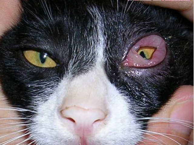 猫一只眼睛有脓黄眼屎睁不开(猫一只眼睛有脓黄眼屎睁不开怎么办) 猫一只眼睛有脓黄眼屎睁不开(猫一只眼睛有脓黄眼屎睁不开怎么办)