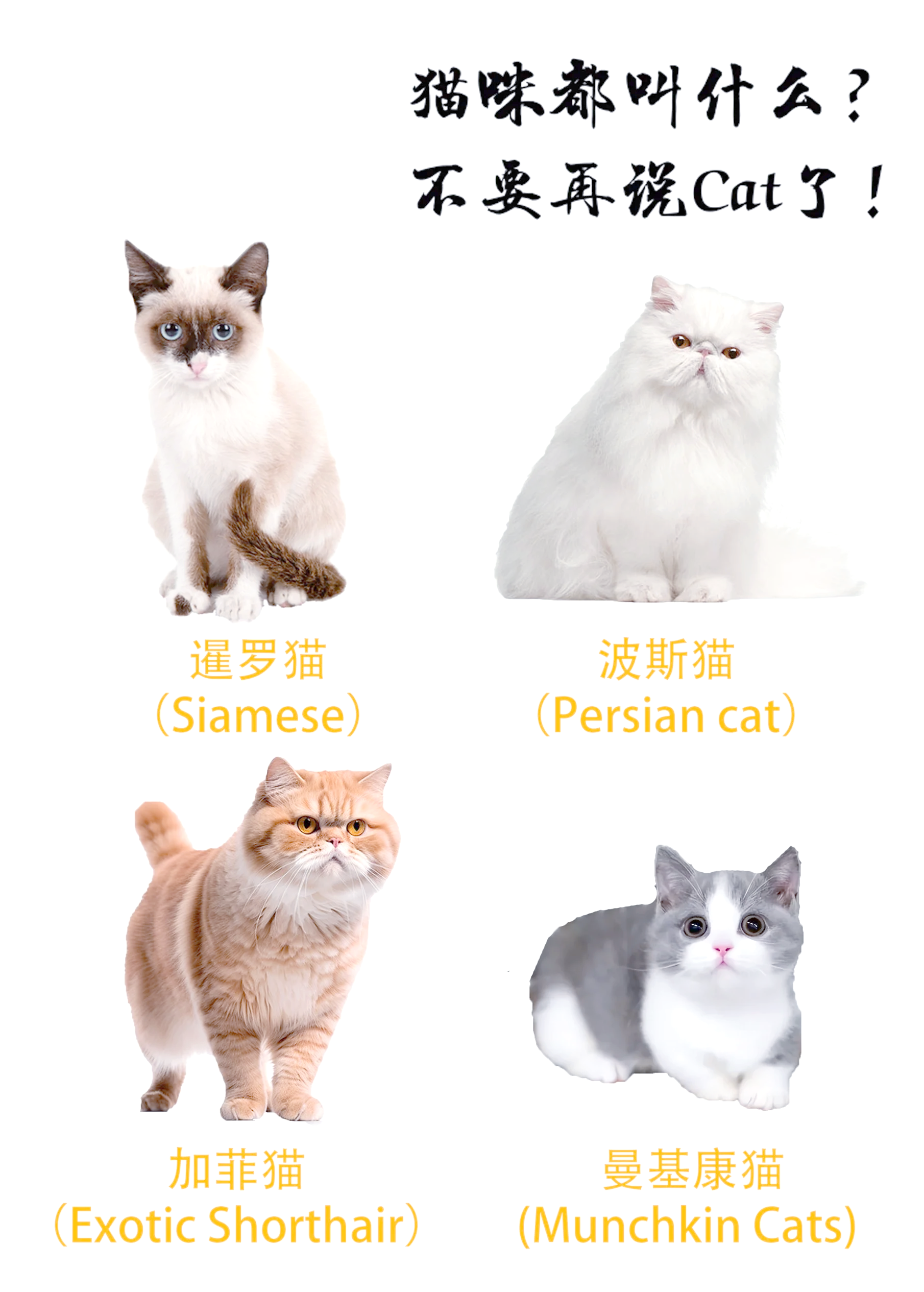 猫咪起啥名字好听(猫咪起啥名字好听又顺口) 猫咪起啥名字好听(猫咪起啥名字好听又顺口)