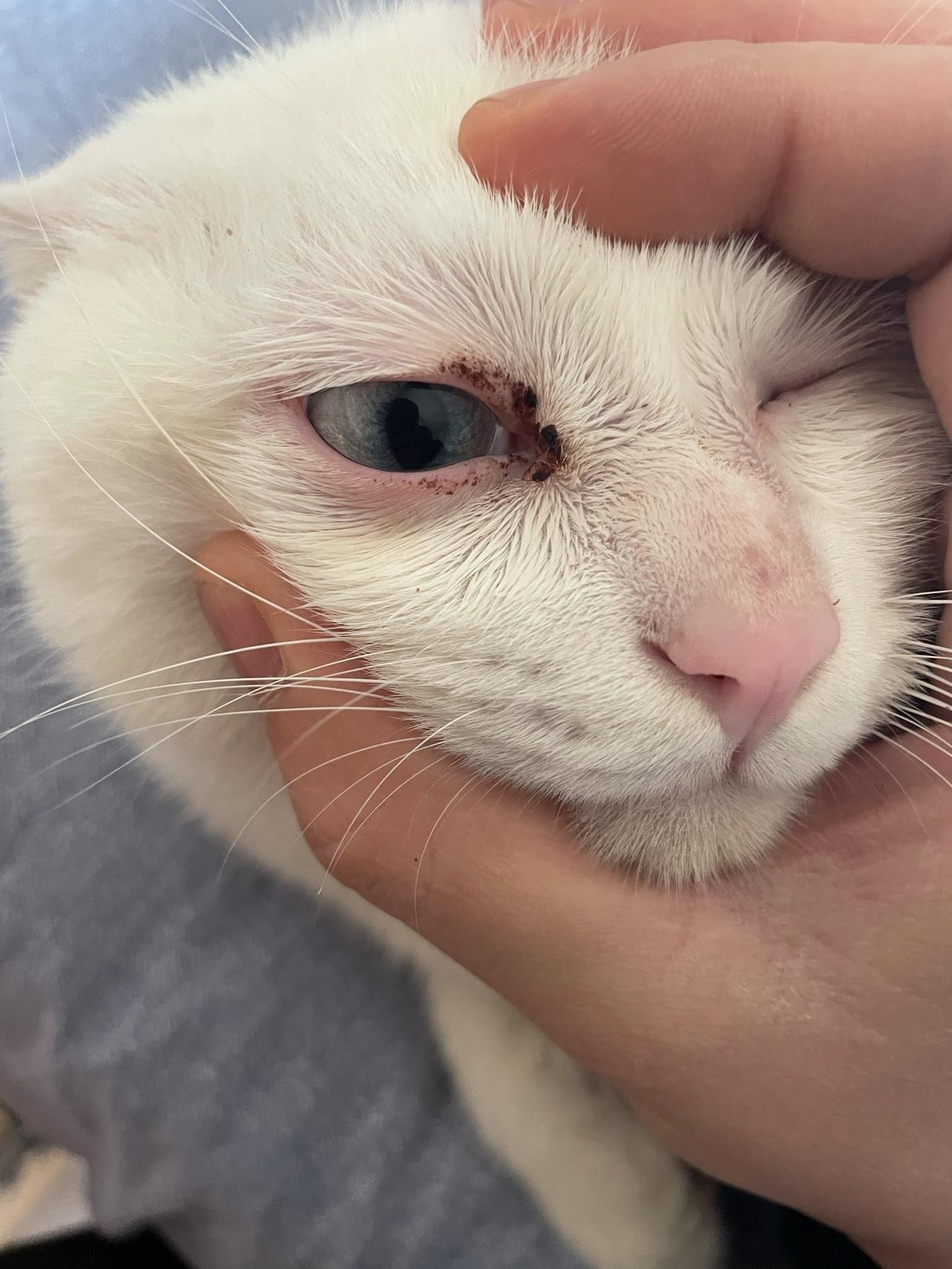 猫咪眼睛流脓会自愈吗(红霉素软膏可以擦猫咪眼睛吗) 猫咪眼睛流脓会自愈吗(红霉素软膏可以擦猫咪眼睛吗)