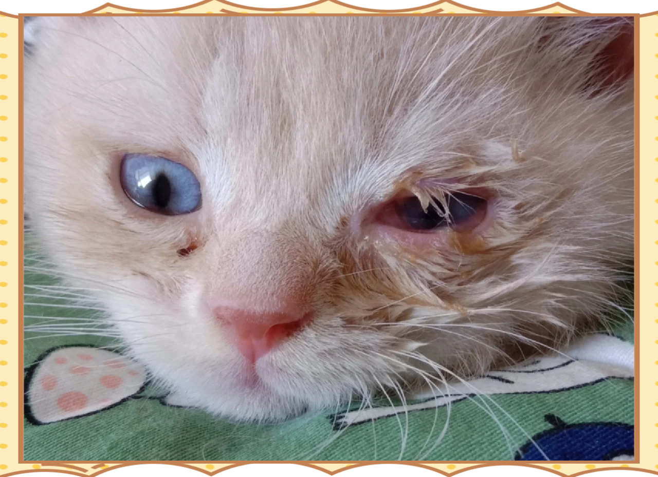 猫咪眼睛流脓会自愈吗(红霉素软膏可以擦猫咪眼睛吗) 猫咪眼睛流脓会自愈吗(红霉素软膏可以擦猫咪眼睛吗)