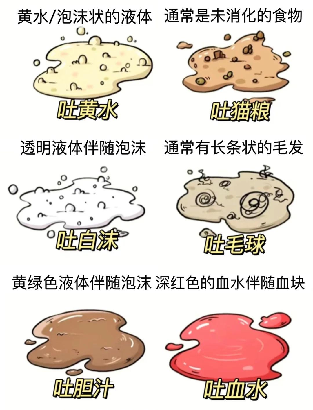 猫呕吐几天会自愈(猫咪呕吐完之后一般多久恢复)