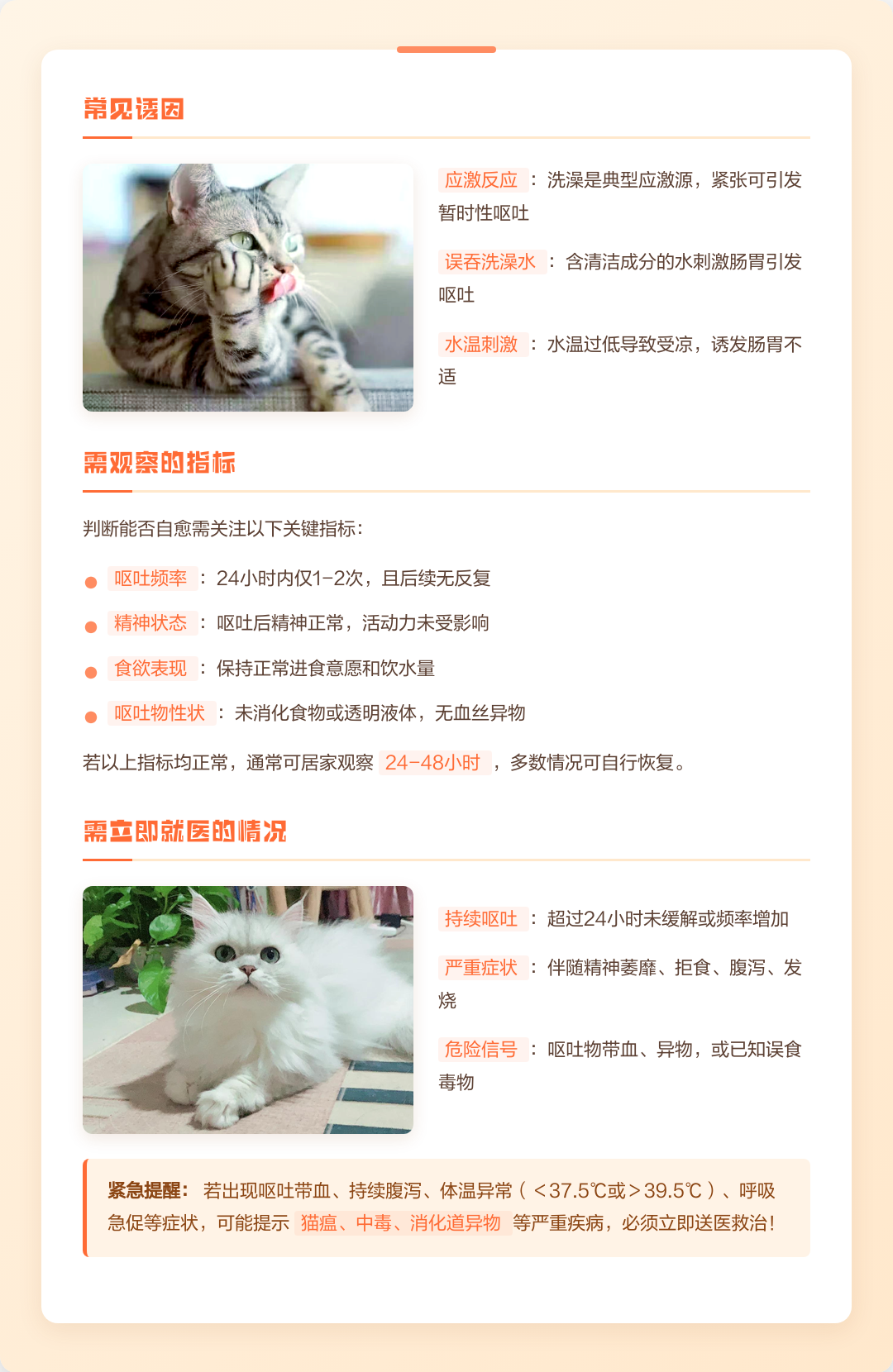 猫呕吐几天会自愈(猫咪呕吐完之后一般多久恢复)