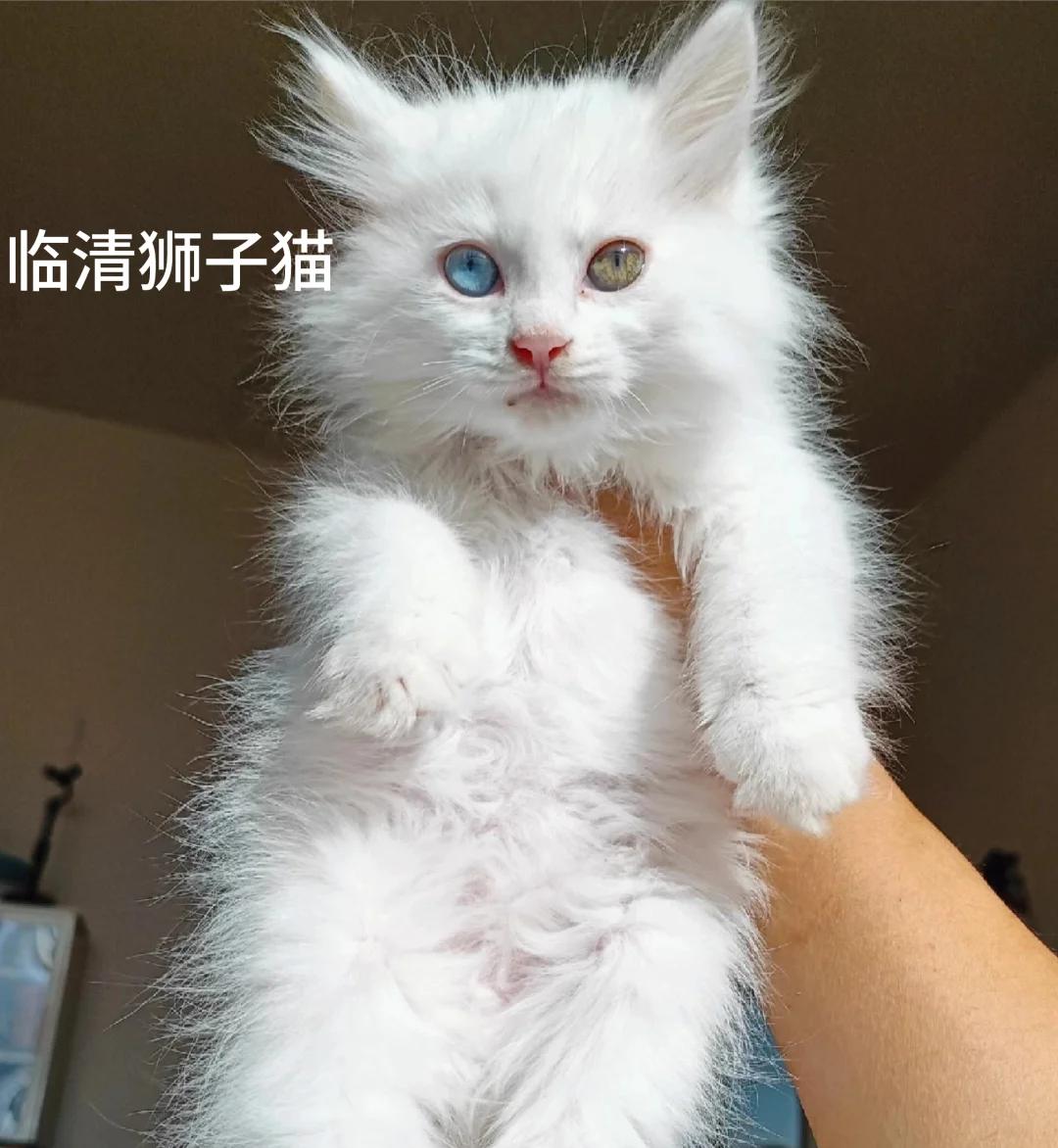 临清狮子猫(临清狮子猫原产于哪个省)