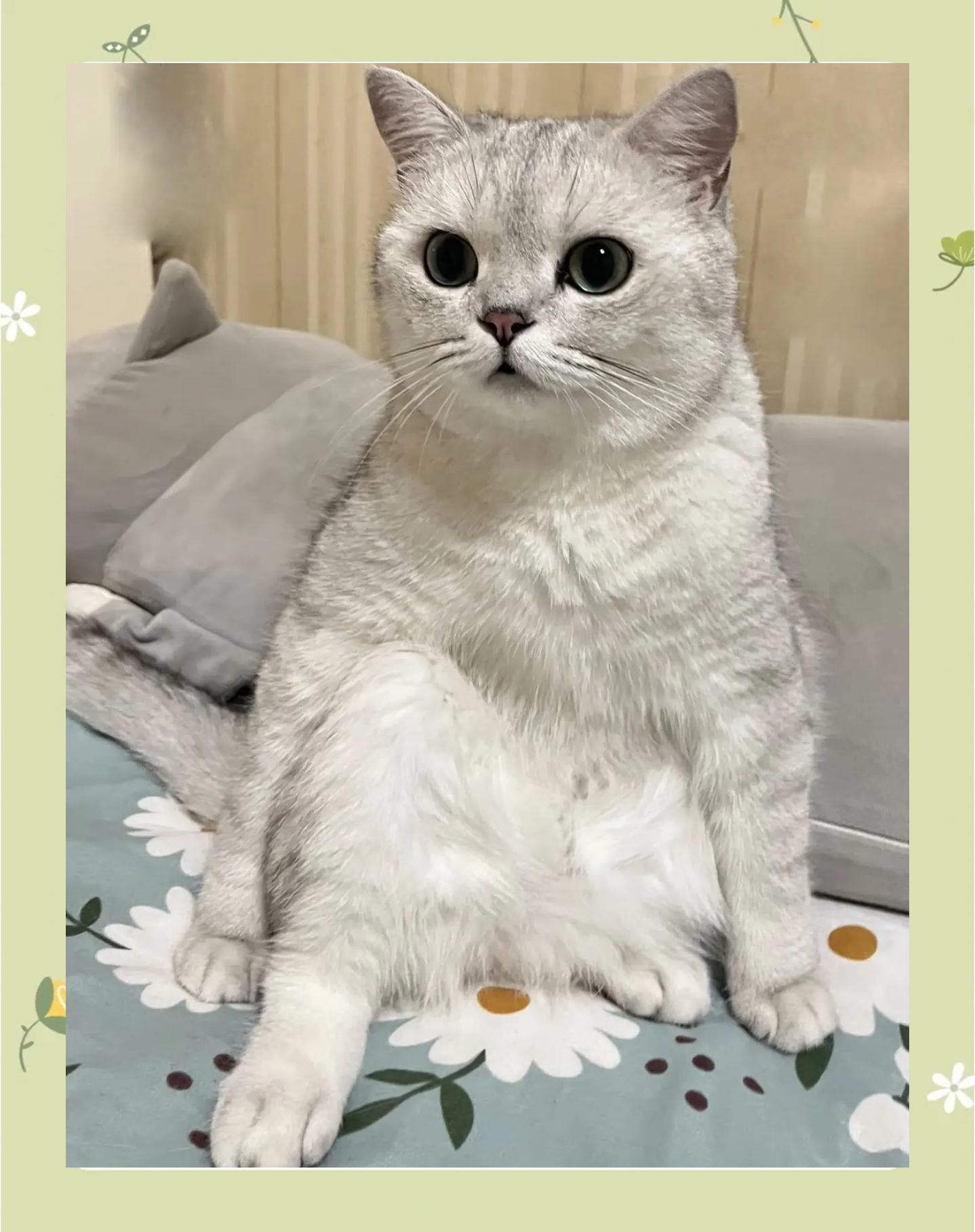 猫咪尿血能自愈吗(猫咪尿血能自愈吗公猫会死吗) 猫咪尿血能自愈吗(猫咪尿血能自愈吗公猫会死吗)