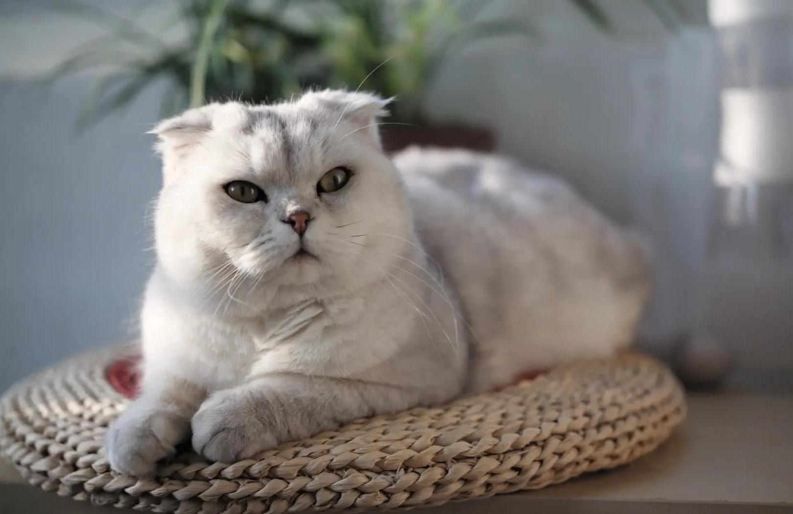 折尾猫(折尾猫最忌讳的三件事)