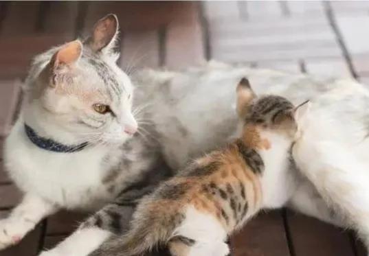 猫咪羊水破了多久生产(猫咪羊水破了多久生产出来) 猫咪羊水破了多久生产(猫咪羊水破了多久生产出来)