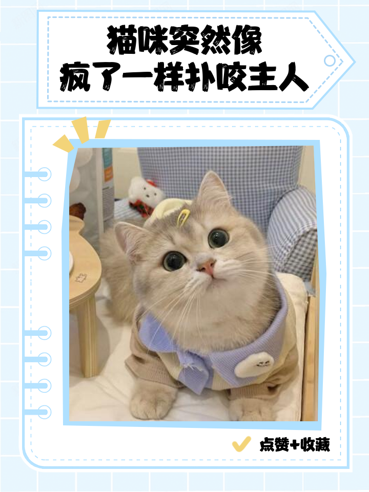 家里进猫是吉还是凶(家里进猫是吉还是凶怎么破解) 家里进猫是吉还是凶(家里进猫是吉还是凶怎么破解)