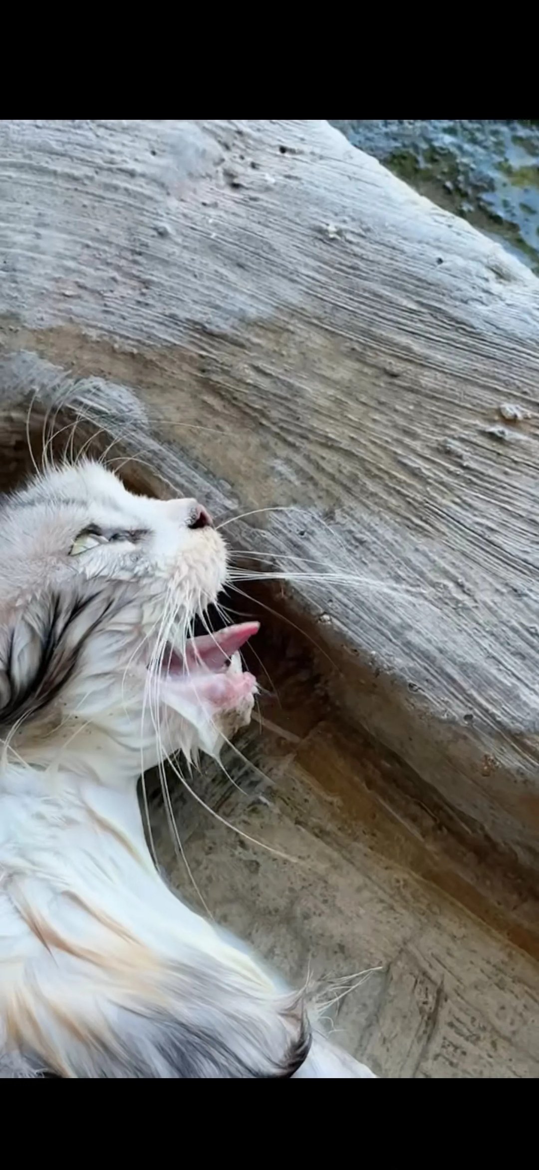猫咪突然蔫了不吃不喝(猫咪突然蔫了不吃不喝吃什么药) 猫咪突然蔫了不吃不喝(猫咪突然蔫了不吃不喝吃什么药)