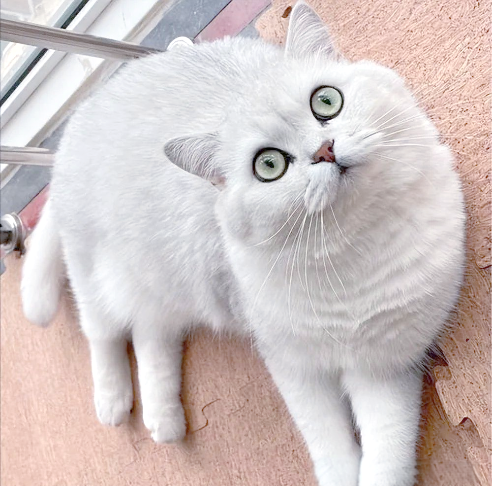 渐层猫图片(灰渐层猫图片)