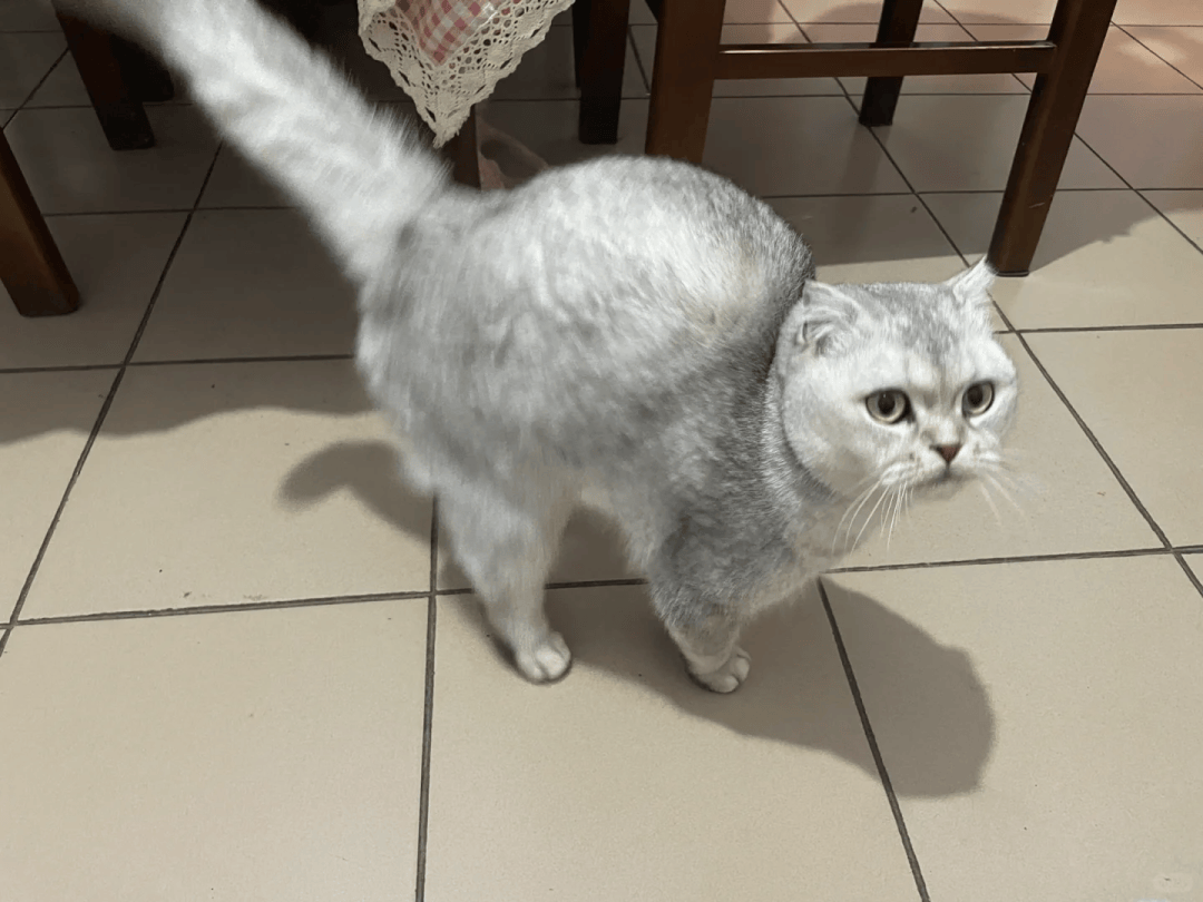 猫背弓起来是什么意思(猫咪背弓起来怎么安抚他)