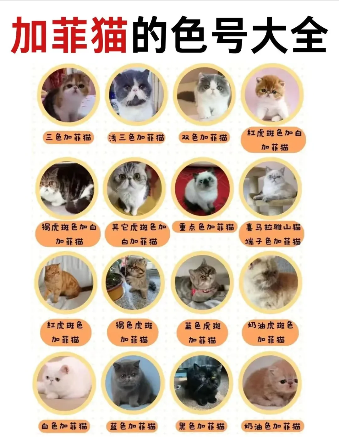 波斯猫和加菲猫的区别(波斯猫和加菲猫是一个物种吗)