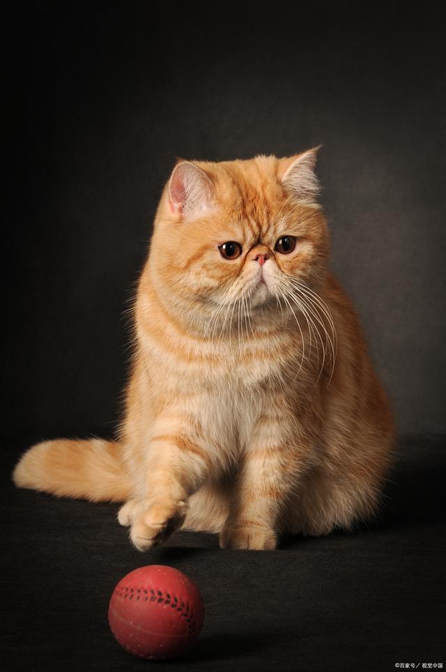 波斯猫和加菲猫的区别(波斯猫和加菲猫是一个物种吗)