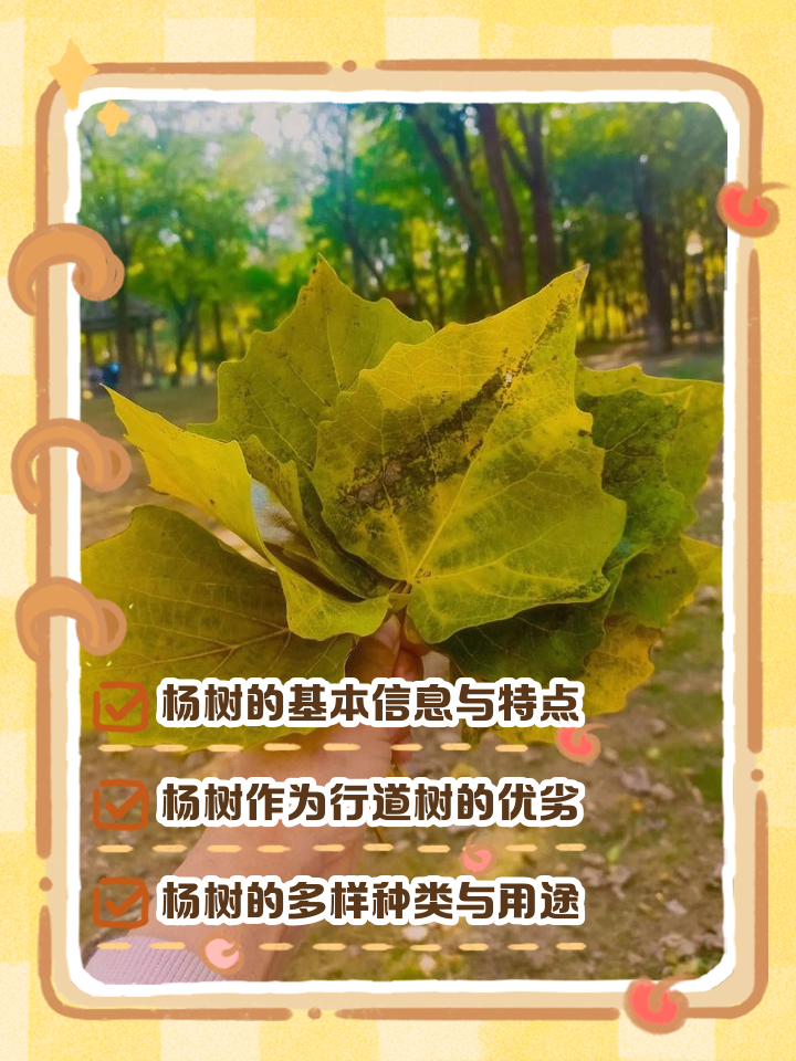 胡杨树的含义和象征意义(胡杨树的含义和象征意义是什么)