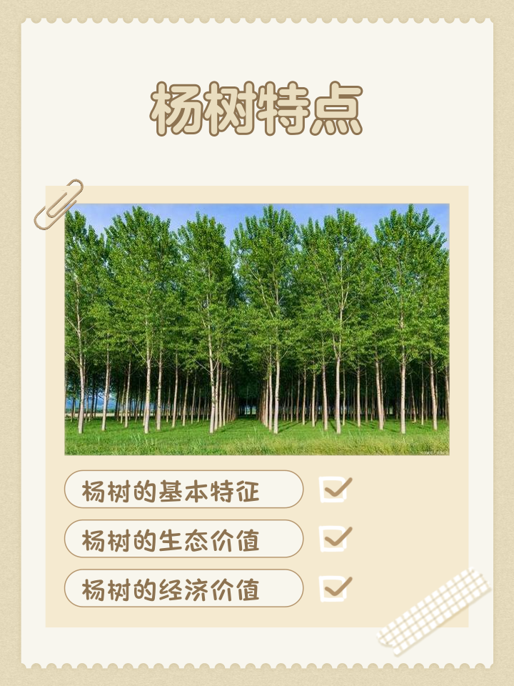 胡杨树的含义和象征意义(胡杨树的含义和象征意义是什么)