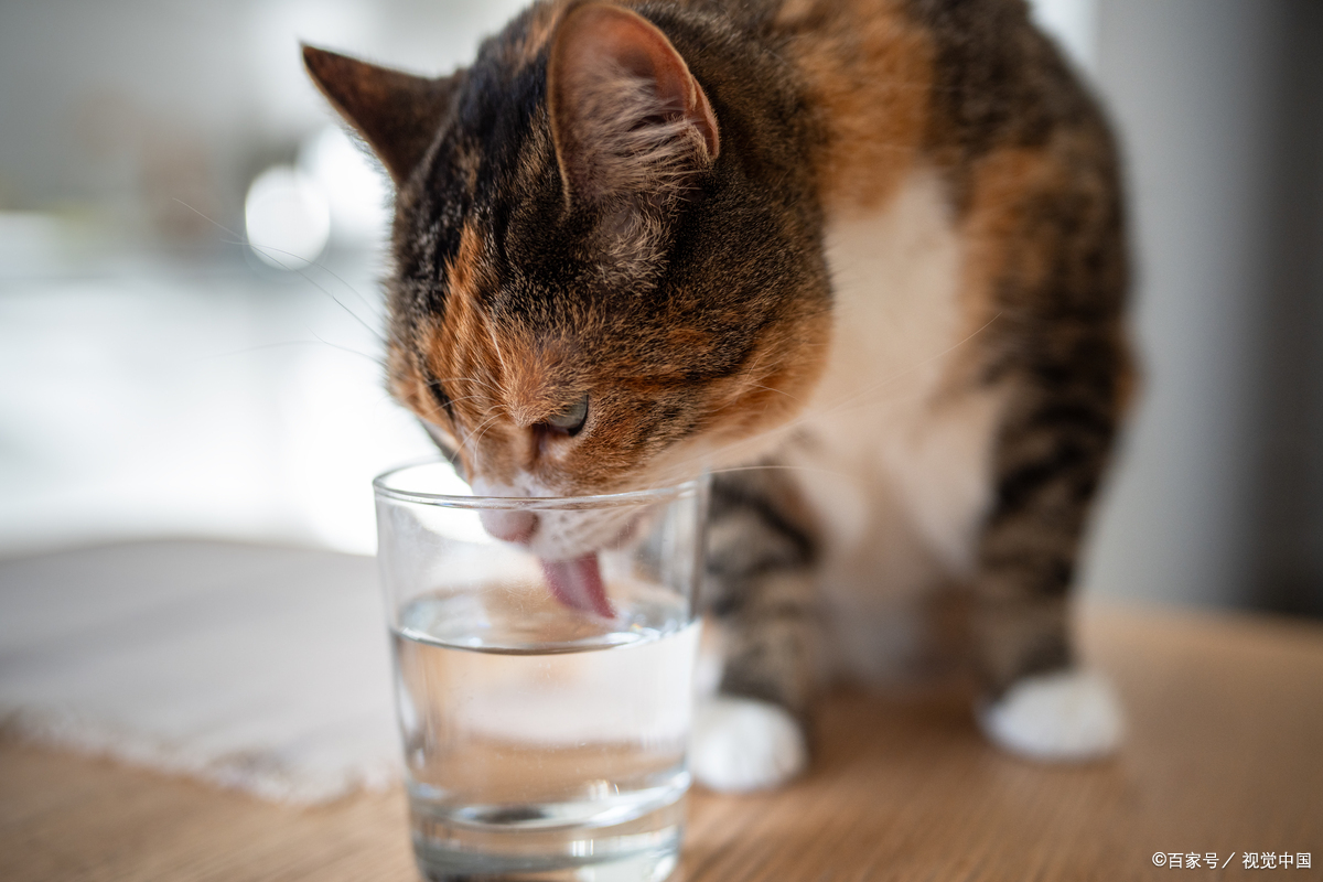 猫咪喝水后一抽一抽的咳嗽(猫咪每次喝水后一抽一抽的咳嗽) 猫咪喝水后一抽一抽的咳嗽(猫咪每次喝水后一抽一抽的咳嗽)